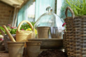 Pots with sown seeds in cold frame