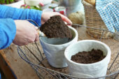Filling pot with soil