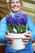 Lady holding hyacinths on pot