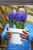 Dame met hyacinten op pot
