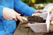 Filling pot with soil