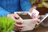 Sowing seeds in pot