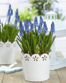 Muscari Big Smile® Muscari Big Smile®