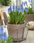 Muscari Big Smile® Muscari Big Smile®