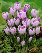 Crocus vernus Pickwick