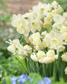 Narcissus Alaska, Erlicheer