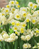 Narcissus Avalanche, Erlicheer