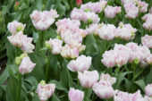 Tulipa Candy Clouds