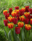 Tulipa Crispy Artair, Valery Gergiev