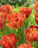 Tulipa André le Nôtre, Tulipa Andre le Notre