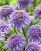 Aster X Blue