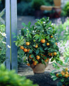 Citrofortunella Mandarin