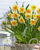 Narcissus Orangery