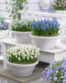 Muscari aucheri Magic ® collection Muscari aucheri Magic ® collection