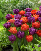 Tulipa Dutch Monarch, Color Burst