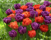 Tulipa Dutch Monarch, Color Burst