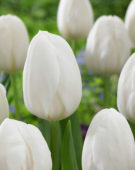 Tulipa Holland Snow