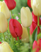 Tulipa Beaumes de Venise, Bollene