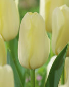 Tulipa Bollene