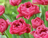 Tulipa dubbel roze
