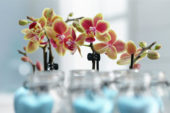 Phalaenopsis Table Dance hybride