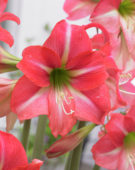 Hippeastrum Lollypop ® Hippeastrum Lollypop ®