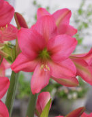 Hippeastrum Sweet Sixteen ® Hippeastrum Sweet Sixteen ®