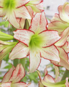 Hippeastrum Stips and Stripes ® Hippeastrum Stips and Stripes ®