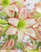 Hippeastrum Stips and Stripes ®