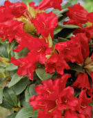 Rhododendron Bengal