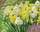 Narcissus Cheerfulness, Yellow Cheerfulness