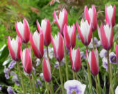 Tulipa Peppermintstick, Tulipa Peppermint Stick