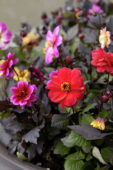 Dahlia Dreamy™ Dahlia Dreamy™