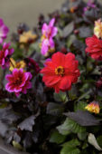 Dahlia Dreamy™ Dahlia Dreamy™