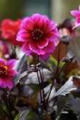 Dahlia Dreamy™ Dahlia Dreamy™