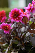 Dahlia Dreamy™ Dahlia Dreamy™