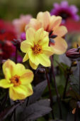 Dahlia Dreamy™ Dahlia Dreamy™