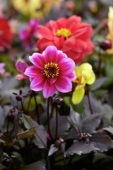 Dahlia Dreamy™ Dahlia Dreamy™