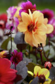 Dahlia Dreamy™ Dahlia Dreamy™