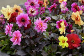 Dahlia Dreamy™ Dahlia Dreamy™