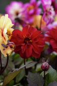 Dahlia Dreamy™ Dahlia Dreamy™