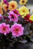 Dahlia Dreamy™ Dahlia Dreamy™