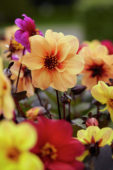 Dahlia Dreamy™ Dahlia Dreamy™