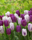 Tulipa Flaming Flag, Purple Flag