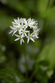 Allium ursinum