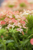 Verbena peruviana Venturi Peach