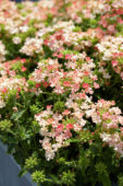 Verbena peruviana Venturi Peach