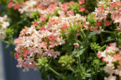 Verbena peruviana Venturi Peach