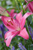 Lilium Pirandello ® Lilium Pirandello ®