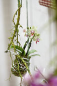 Phalaenopsis kokedama bal